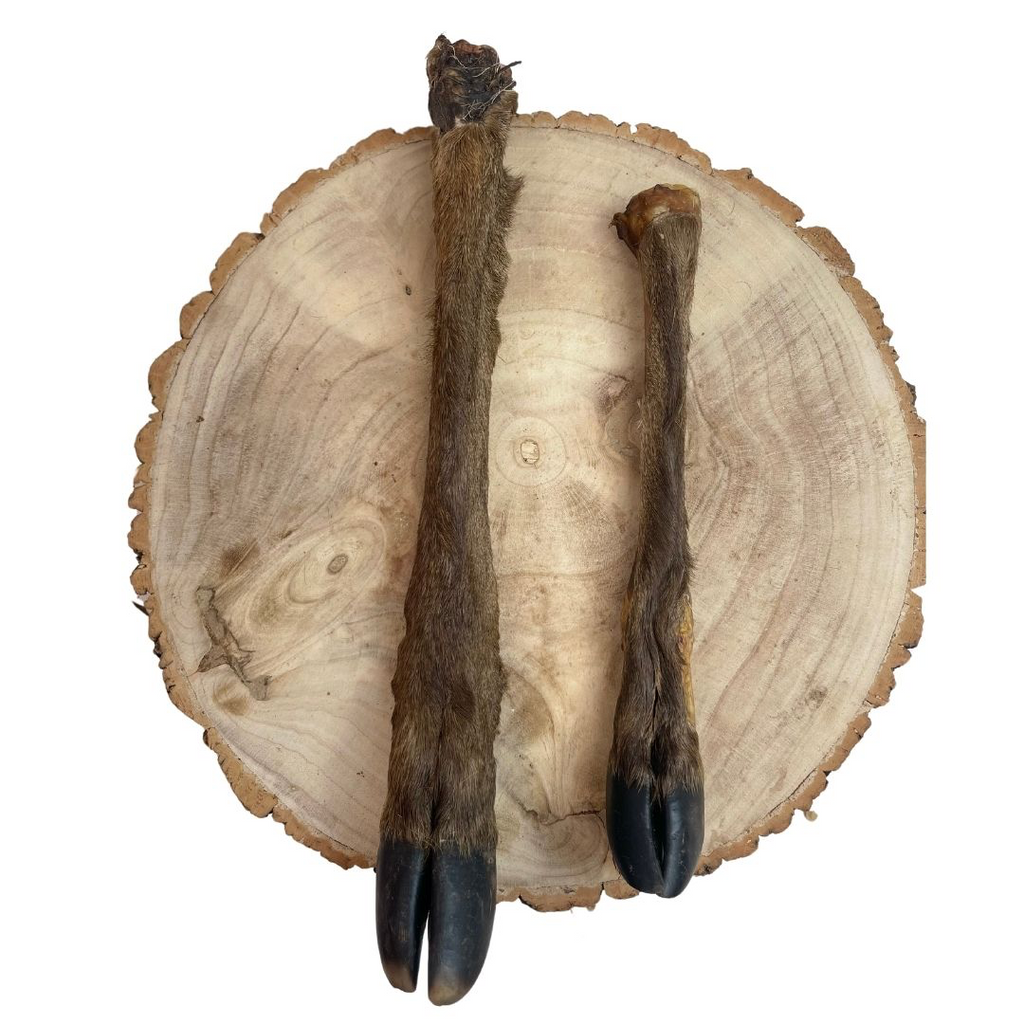 Hairy Deer Leg