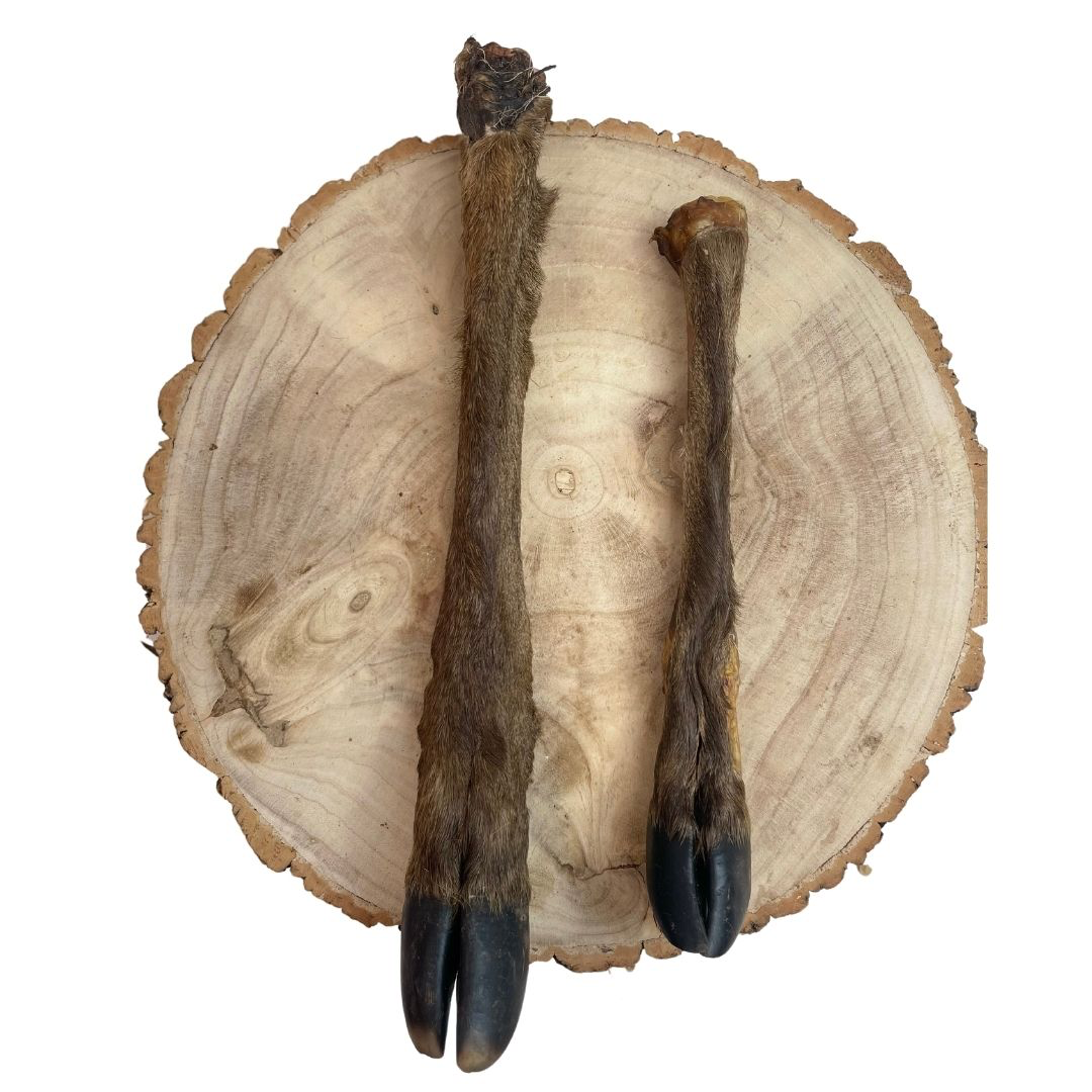 Hairy Deer Leg