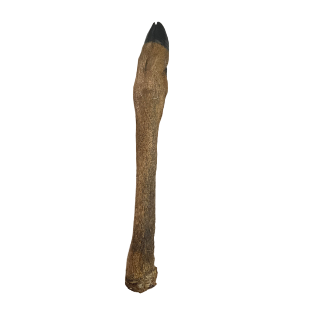 Hairy Deer Leg