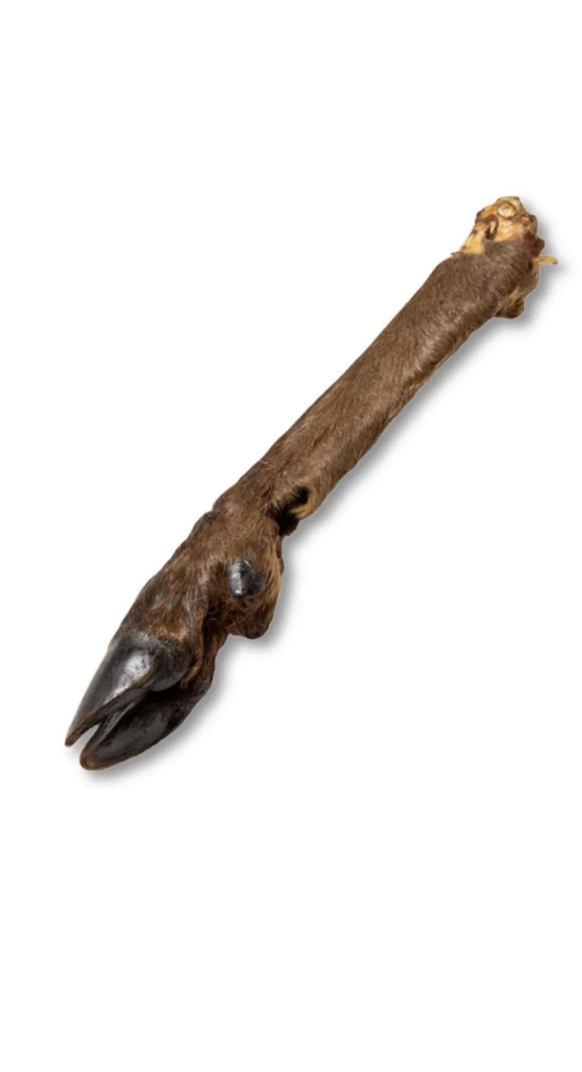 Hairy Deer Leg