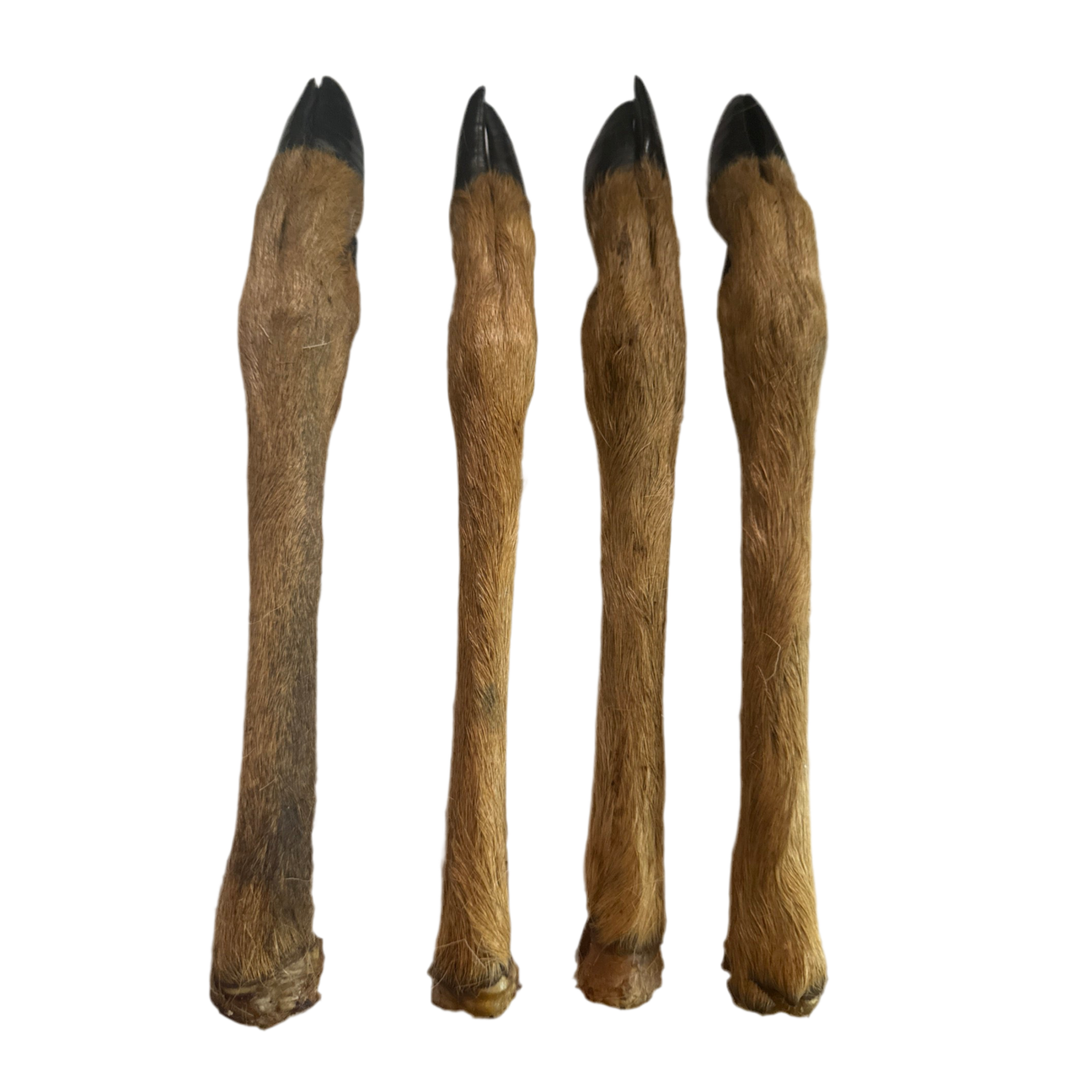 Hairy Roe Deer Leg