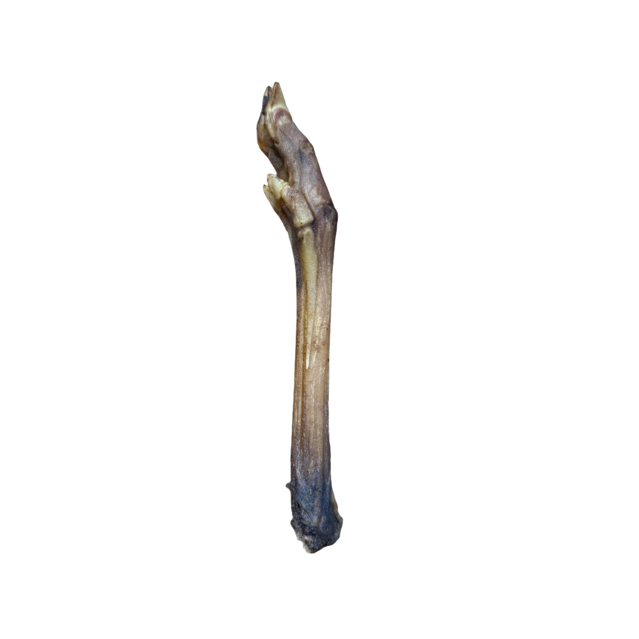 Roe Deer Leg