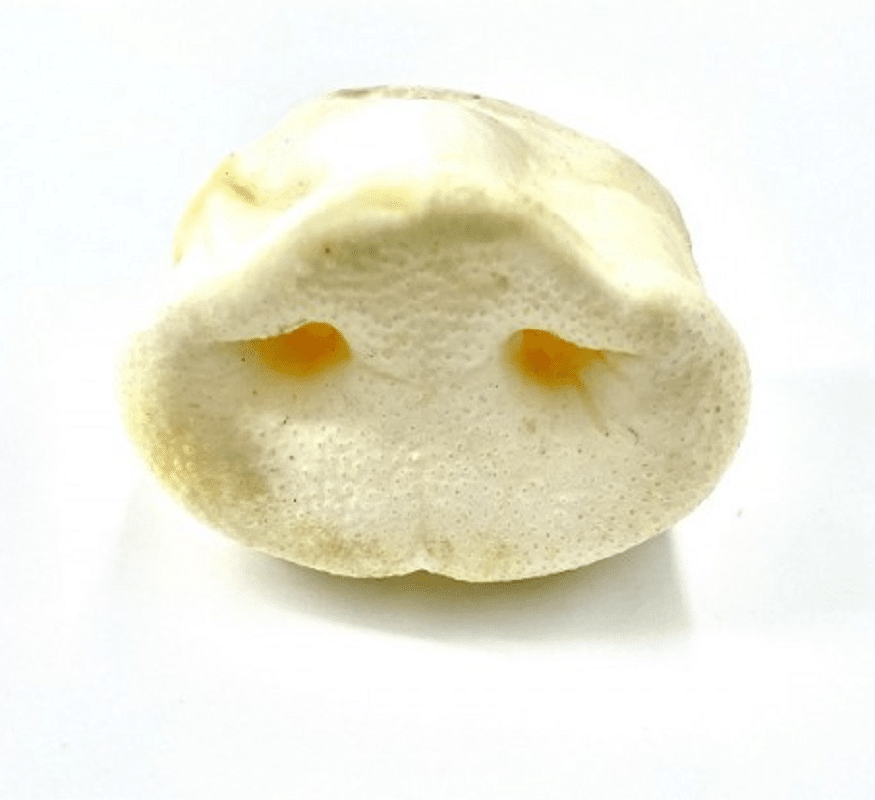 Large puffed pig snout